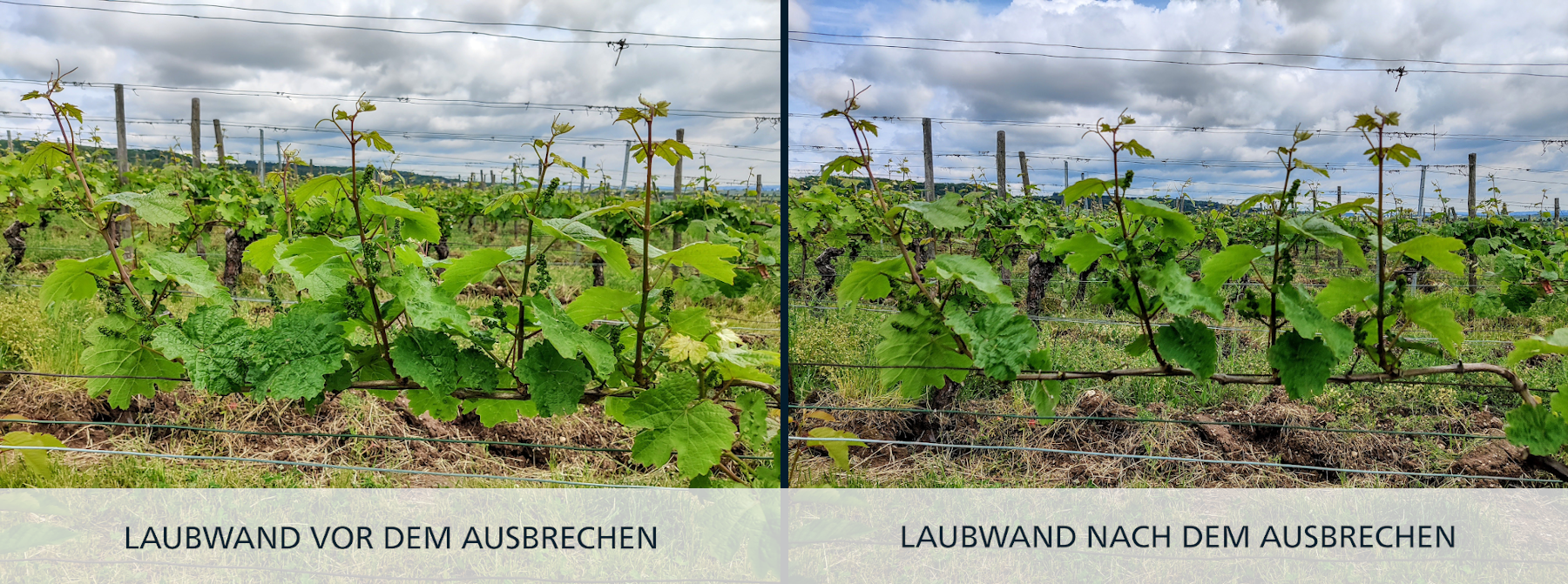 Laubwand vor und nach dem Ausbrechen