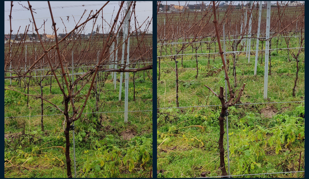 Rebschnitt im Weinberg