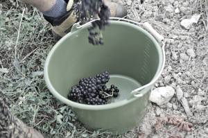 Harvest by Hand