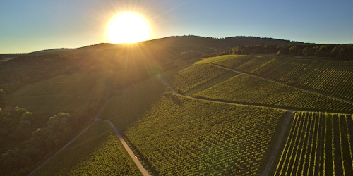 Hallgartener Hendelberg