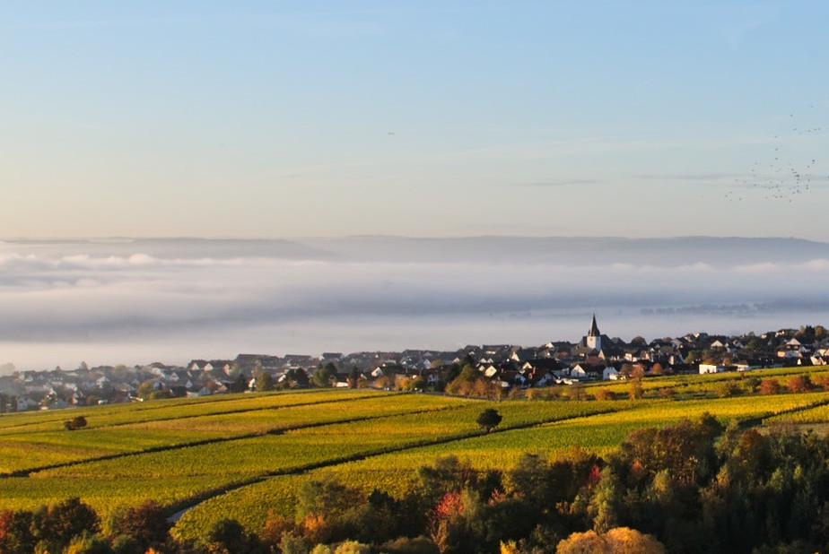 Fog in the valley, sun at Hallgarten