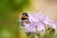 A bee collecting honey